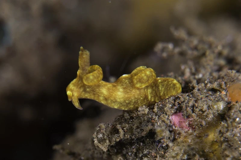 , Reticulated Trapania, Trapania reticulata