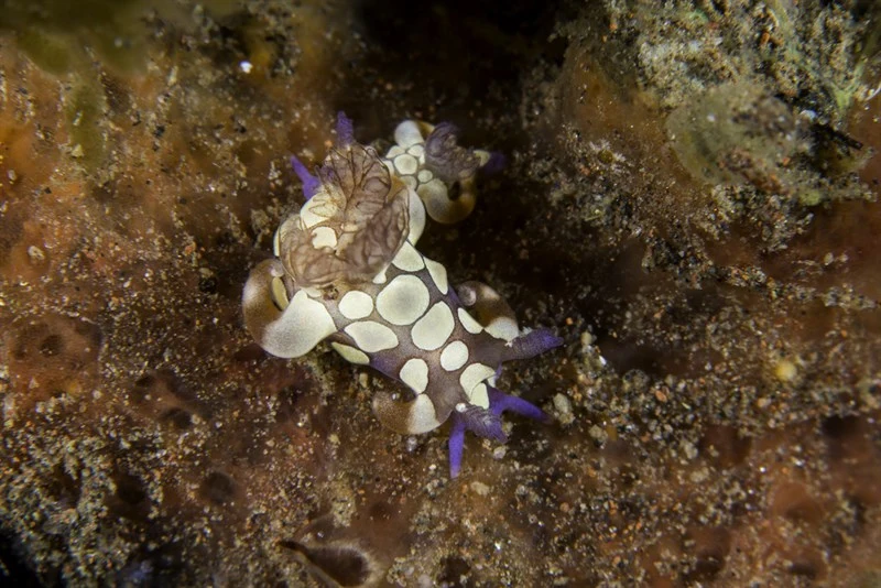 , Jester Trapania, Trapania scurra