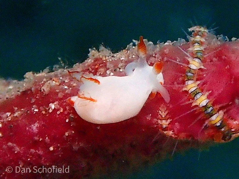 , Vitta Sea Slug, Trapania vitta