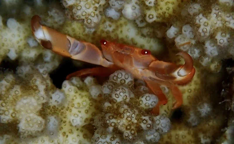 , Rusty Guard Crab , Two Tooth Guard Crab, Trapezia bidentata