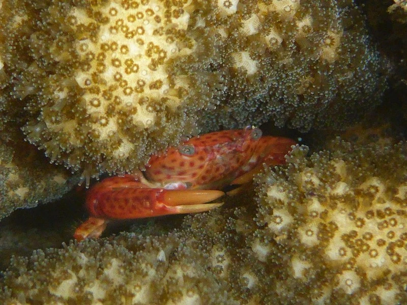 , Trapezia intermedia, Trapezia intermedia