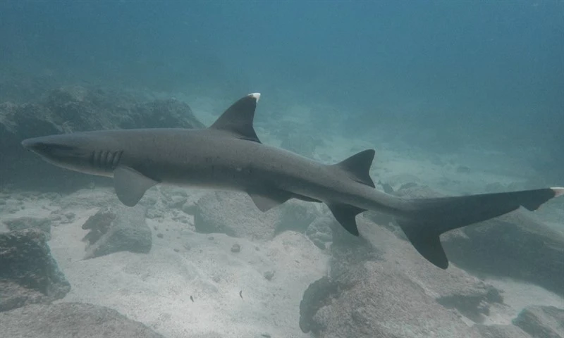 Whitetip reef shark, Whitetip Reef Shark, Triaenodon obesus