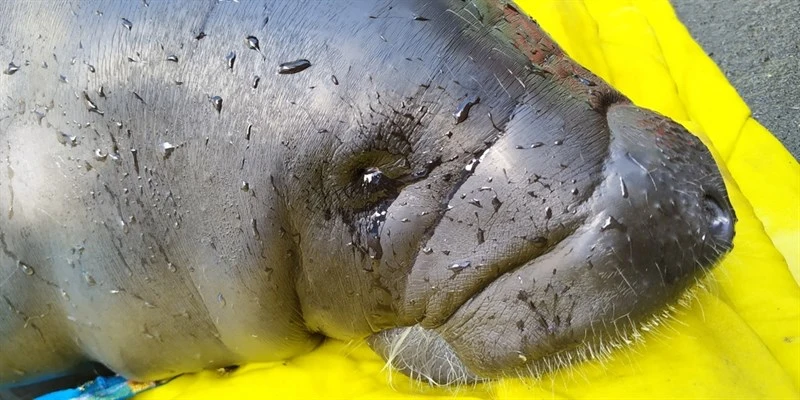 , Trichechus inunguis, Trichechus inunguis
