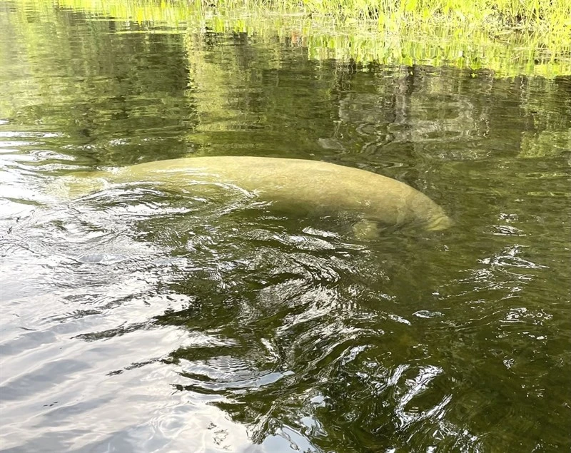, West Indian Manatee, Trichechus manatus