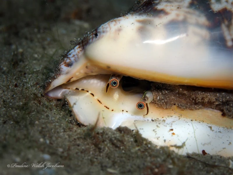 , Three-knobbed Conch, Three-cornered Conch, Tricornis tricornis