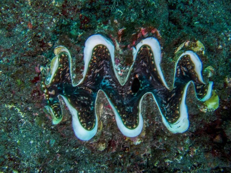 , Giant Clam, Tridacna rosewateri