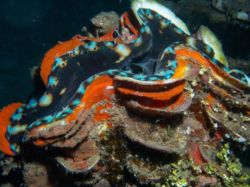 , Squamosa Clam Or Giant Clam, Fluted Clam, Fluted Giant Clam, Scaly Clam, Tridacna squamosa