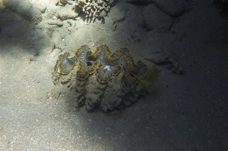 , Gigant Clam - Tridacna squamosina, Tridacna squamosina