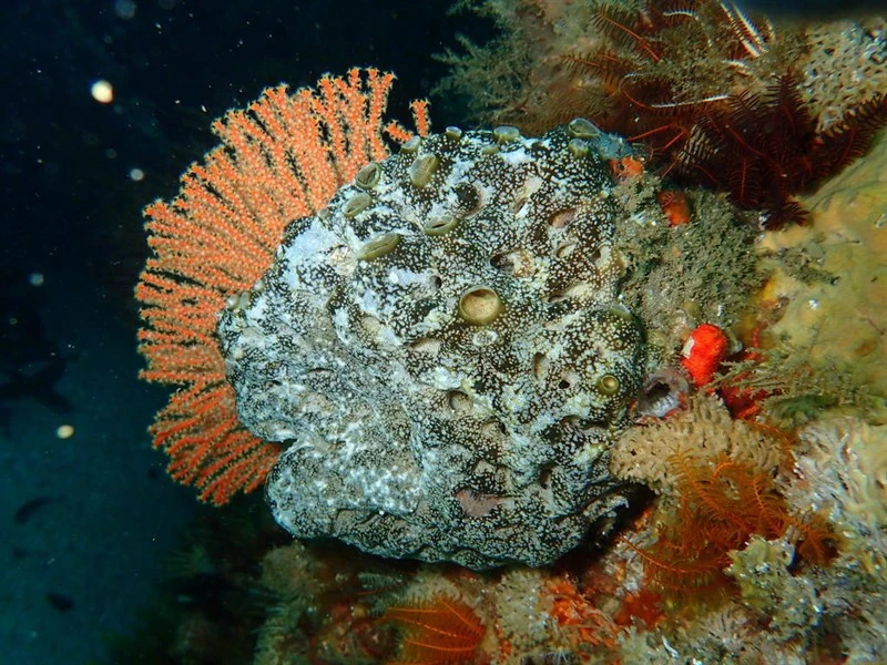 , Trididemnum cerebriforme