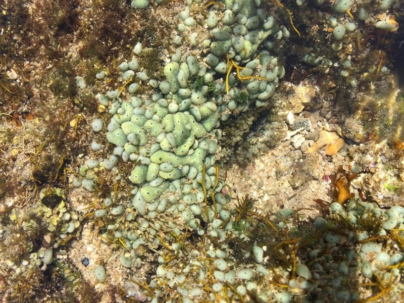 , Trididemnum miniatum