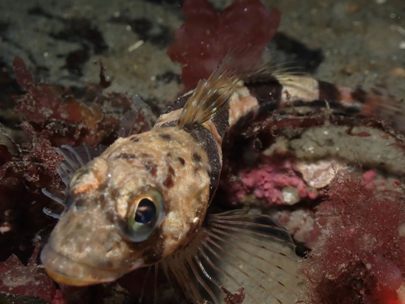 Moustache sculpin, Murrays Groppe - Triglops murrayi, Triglops murrayi