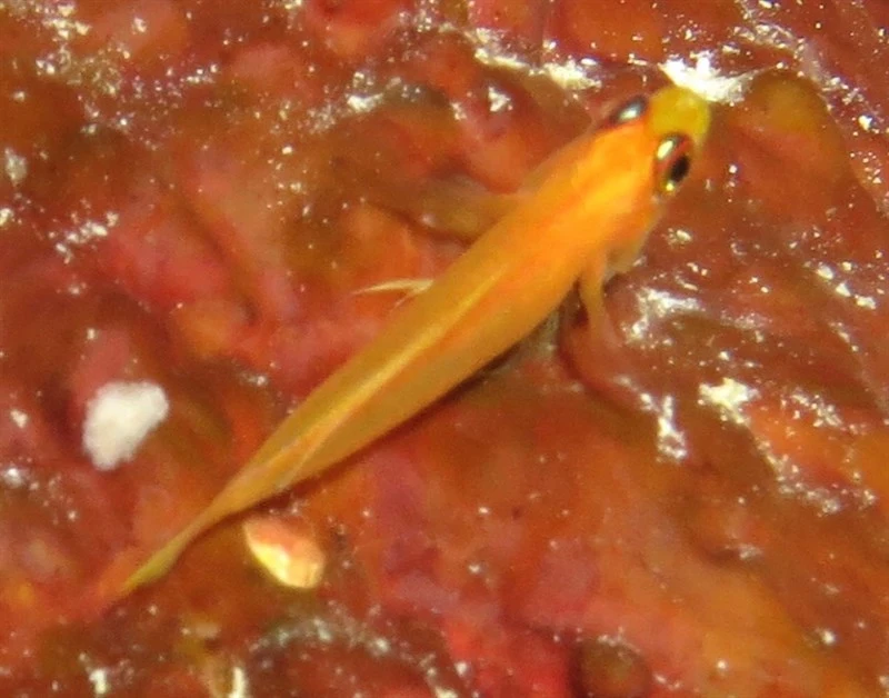 Pallid pygmygoby, Sharpeye Pygmygoby, Pallid Pygmygoby, Sharp-eye Pygmy-goby, Pale Dwarfgoby, Trimma anaima