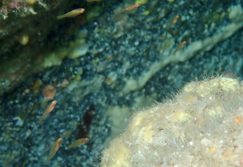 Yellow pygmygoby, Cave Dwarfgoby, Yellow Cave Goby, Yellow Cavegoby, Trimma taylori