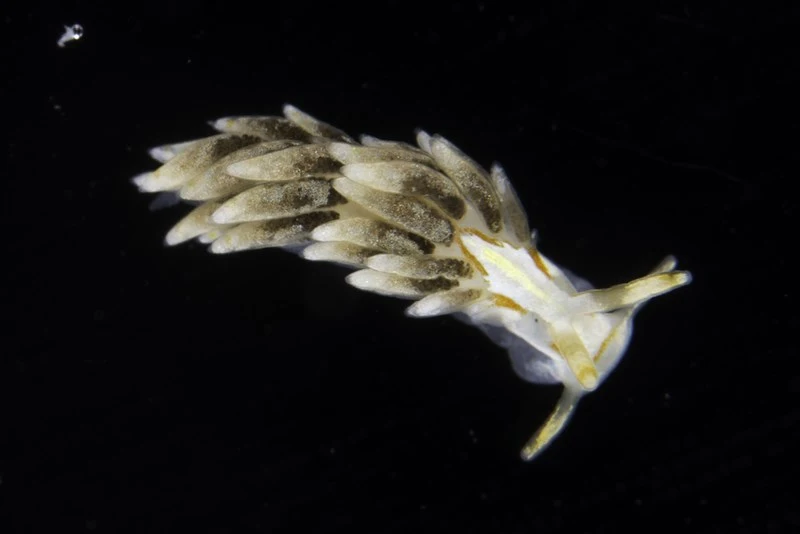 , Trinchesia genovae