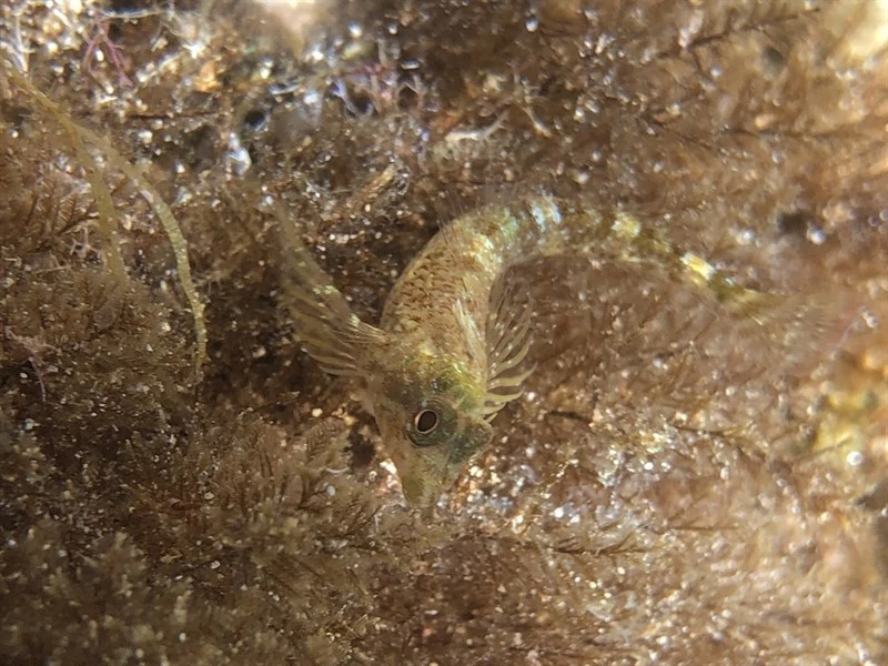 , Tripterygion Tartessicum, Tripterygion tartessicum