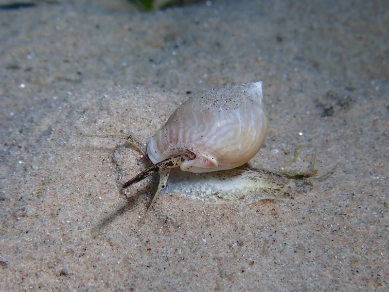 , Changeable Nassa - Tritia mutabilis, Tritia mutabilis