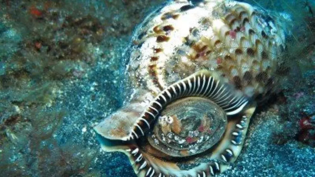 Tritonshorn-Charonia-tritonis-variegata_schnecken