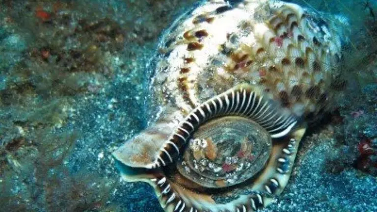 Tritonshorn-Charonia-tritonis-variegata_schnecken