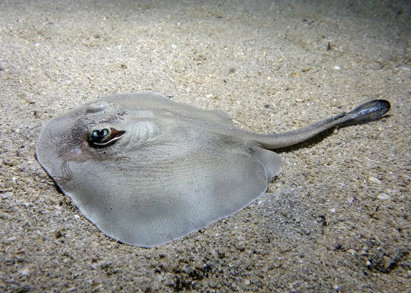 Western shovelnose stingaree, Western Shovelnose Stingaree, Bebil, Kejetuck, Western Stingaree, Yellow-spotted Stingaree - Trygonoptera mucosa, Trygonoptera mucosa