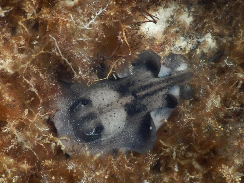 Striped stingaree, Trygonoptera ovalis, Trygonoptera ovalis