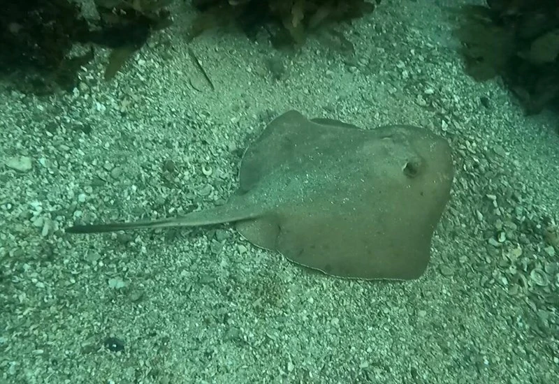Common stingaree, Common Stingaree, Stingaree, Stingray - Trygonoptera testacea, Trygonoptera testacea
