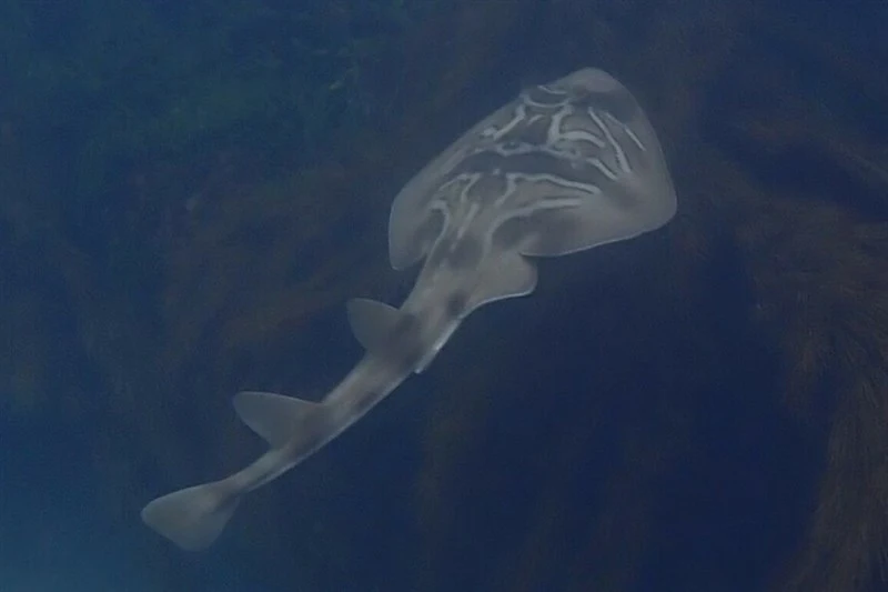 Southern fiddler ray, Southern Fiddler Ray, Banjo Shark, Dumeril's Shovelnose-ray, Green Skate, Magpie Ray, Fiddler, Fiddler Ray, Green Skate, Paritt, Parrit, Southern Fiddler - Trygonorrhina dumerilii, Trygonorrhina dumerilii