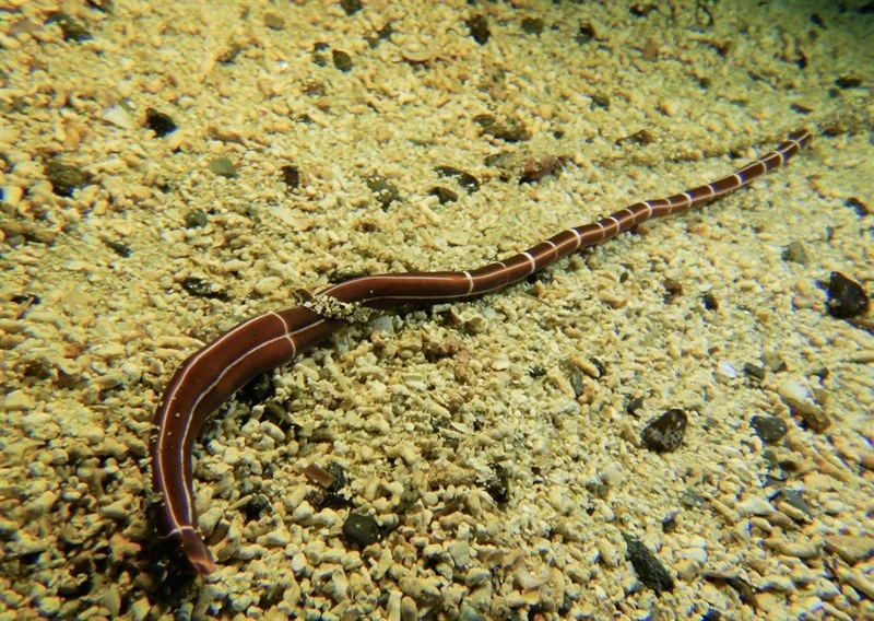, Tubulanus superbus