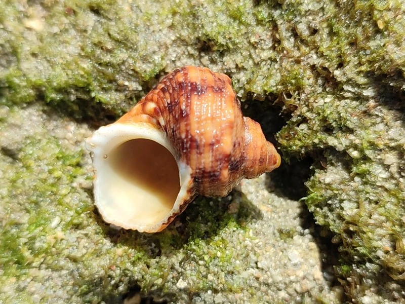, Turbo argyrostomus, Turbo argyrostomus