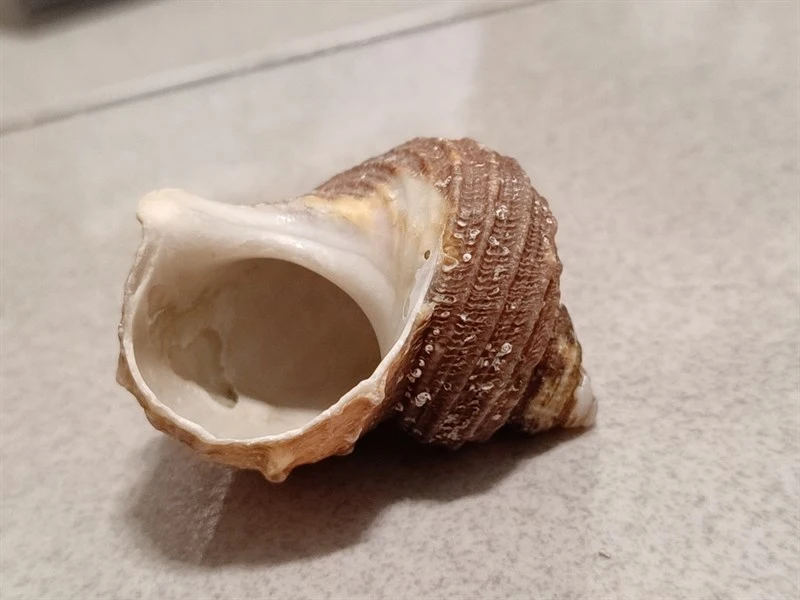 , Turbo cornutus, Turbo cornutus