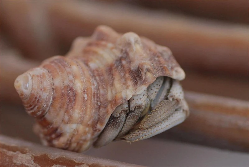 , Turbo radiatus