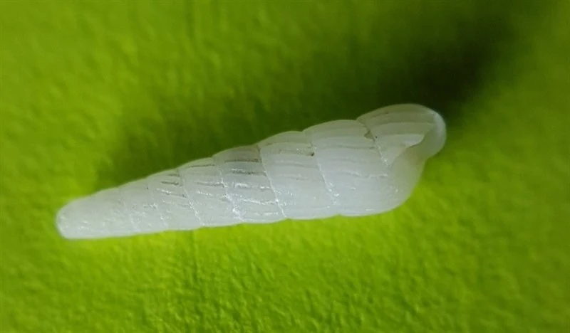 , Turbonilla acuta, Turbonilla acuta