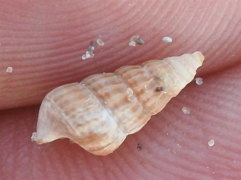 , Turbonilla curta, Turbonilla curta