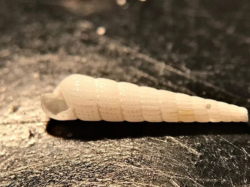 , Turbonilla viridaria, Turbonilla viridaria