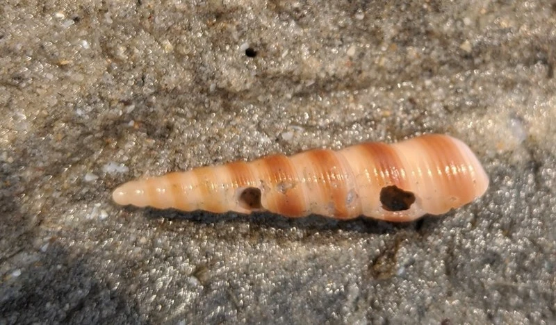 , Turritella ungulina