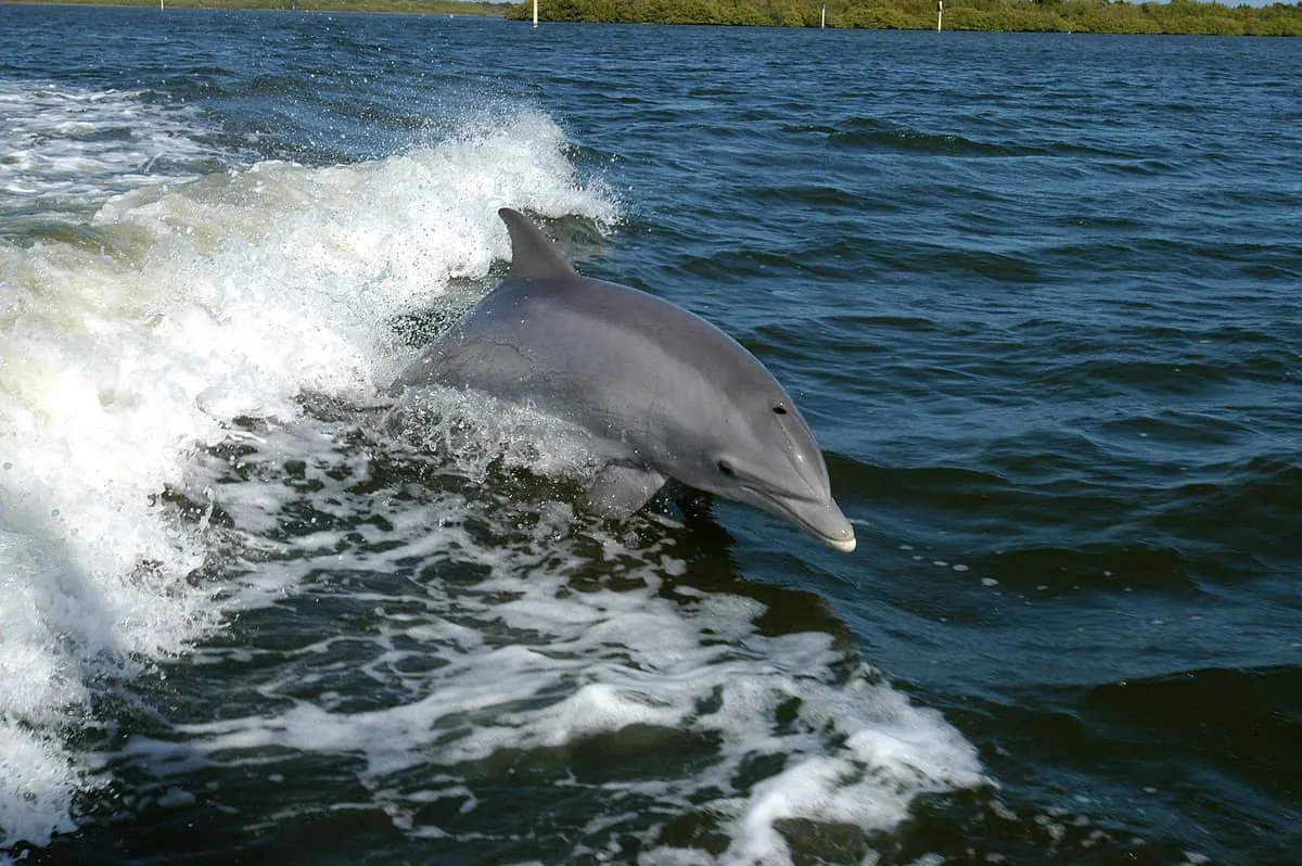 Tursiops truncatus Dolphin attack japan