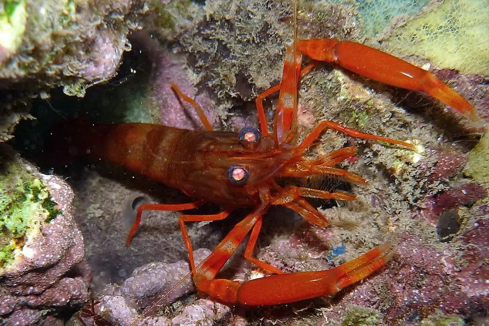 Two Claw Shrimp - Brachycarpus biunguiculatus