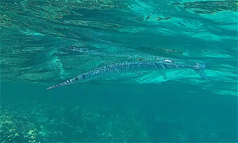 Red Sea houndfish, Red Sea Houndfish, Tylosurus choram