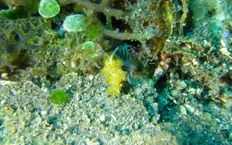 , Lizard Island Flatworm, Olive Flatworm, Tytthosoceros lizardensis