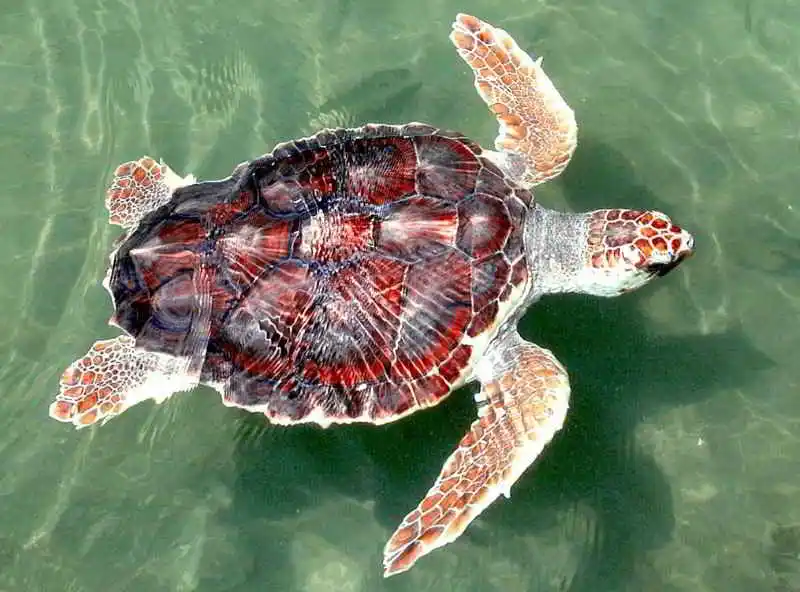 Unechte-Karettschildkröte-Caretta-caretta-tauchen-auf-den-kanaren-kanarische-inseln