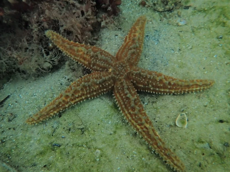 , Uniophora nuda, Uniophora nuda