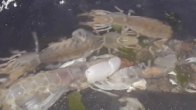 , Upogebia africana, Upogebia africana