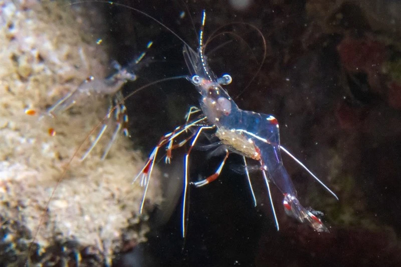 , Cave Cleaner Shrimp, Urocaridella pulchella