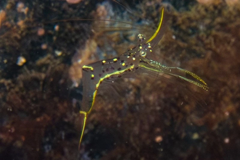 , Yellow Dotted Shrimp, Urocaridella urocaridella