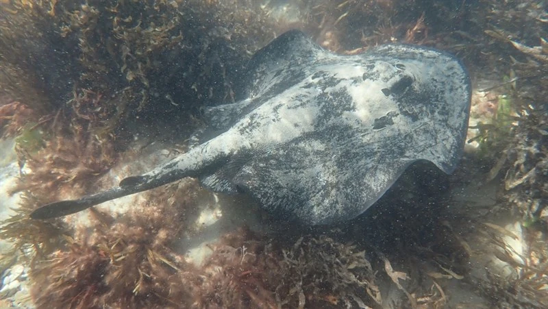 Spotted stingaree, Spotted Stingaree, Sinclairs Stingaree, Urolophus gigas