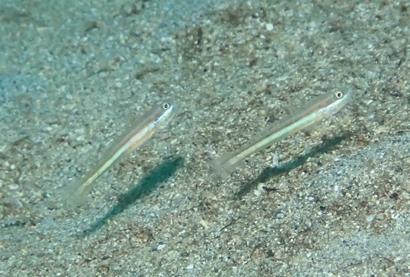 , Sleeper Goby - Valenciennea yanoi, Valenciennea yanoi