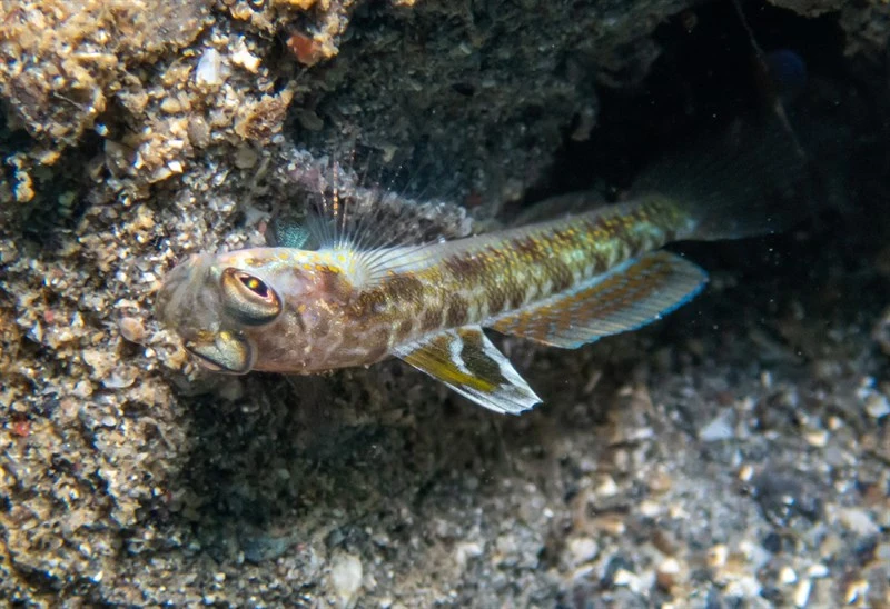 Dorsalspot shrimpgoby, Dorsalspot Shrimpgoby, Vanderhorstia dorsomacula