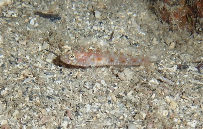 Dollfus’ goby, Vanneaugobius dollfusi, Vanneaugobius dollfusi