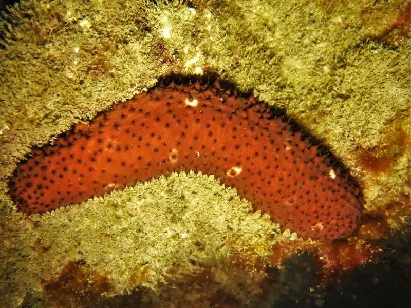 Variable-Seegurke-Seewalze-Bild-Holothuria-sanctori-Atlantik-Mittelmeer-rotes-Meer-tauchen-kanaren-kanarische-inseln