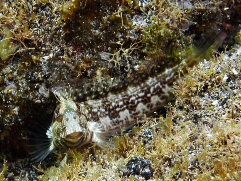 Ringneck blenny-Parablennius-Pilicornis