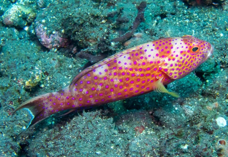 White-edged lyretail, White-edged Lyre Tail, Painted Coral Trout, Lyre-tail Trout, Moontail Seabass, Lyre-tail Cod, Lunar-tailed Grouper, Whitemargin Lyretail Grouper, Variola albimarginata